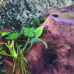 is eigenlijk te groot volgens mij voor dit aquarium, 2 stuks