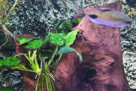 is eigenlijk te groot volgens mij voor dit aquarium, 2 stuks