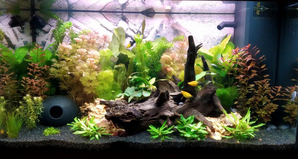 Ons aquarium tot nu toe. Moet nog wat vis bij, maar nu al blij!