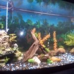 Vanaf linksonder genomen, geen goede camera tot mijn beschikking momenteel. Helemaal links staat nog hout, zie volgende foto.