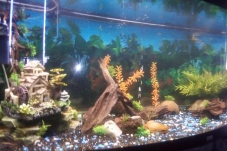 Vanaf linksonder genomen, geen goede camera tot mijn beschikking momenteel. Helemaal links staat nog hout, zie volgende foto.