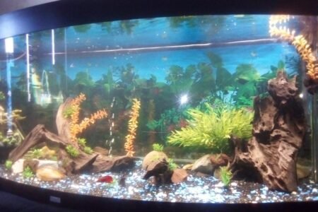 Hier ziet u uiterst rechts het hout, hier leeft tevens de kreeft. Om precies te zijn in het donkere gedeelte linksonder van hè hout.