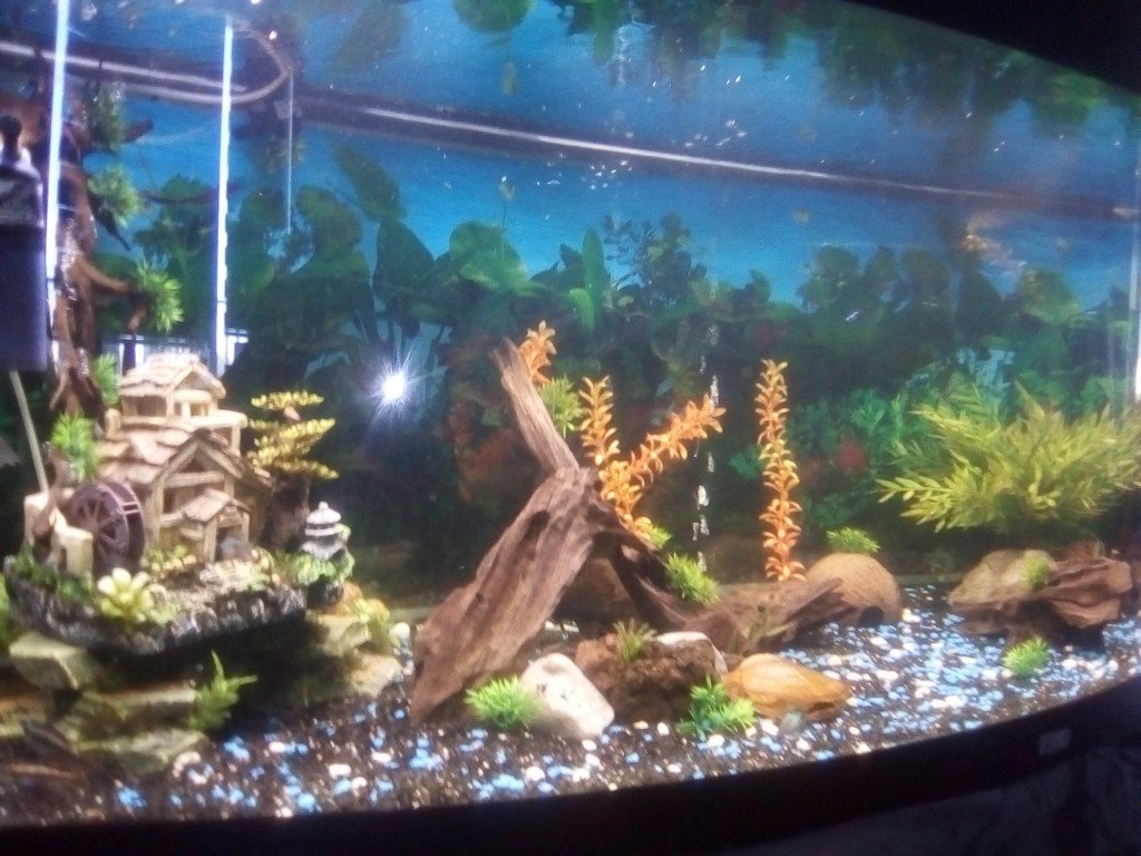 Vanaf linksonder genomen, geen goede camera tot mijn beschikking momenteel. Helemaal links staat nog hout, zie volgende foto.