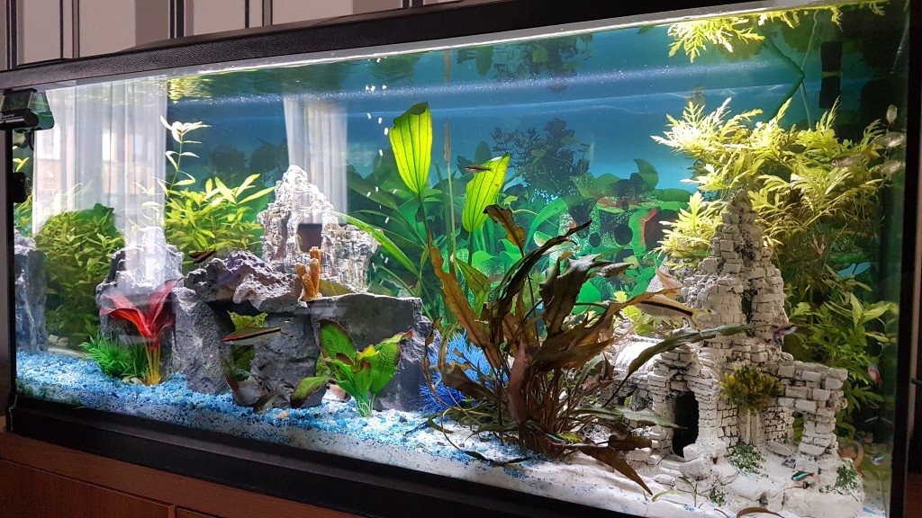 Corydora's Panda - Sterbai en Anues. Dwergalgeneters - Clownbototia - Stella - Kardinalen - Potloodvisjes en Torpedo's