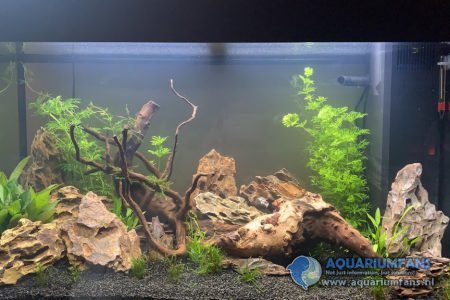dit is me aquarium na een week de achterste planten heb ik hier al een keer ingekort en de afgeknipte stukjes hergebruikt.