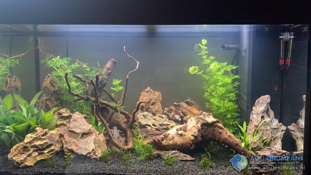 dit is me aquarium na een week de achterste planten heb ik hier al een keer ingekort en de afgeknipte stukjes hergebruikt.
