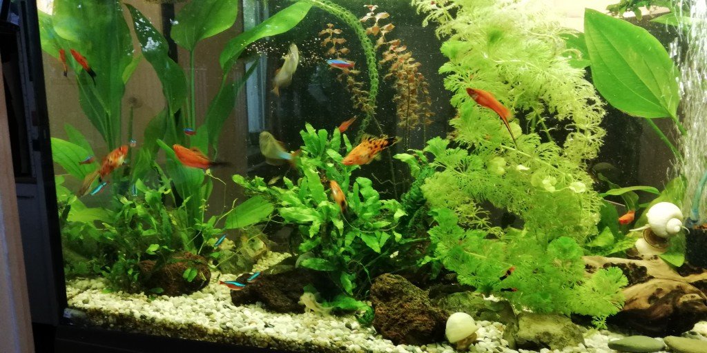 Aquarium