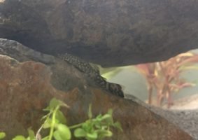 Zou eigenlijk wel willen weten hoe deze vis heet.
Heb er 2 in mijn aquarium.
Helaas niet de naam opgeschreven toen ik ze kocht.