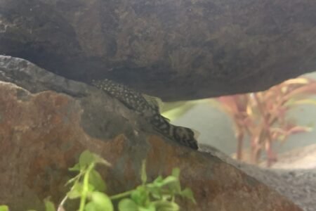 Zou eigenlijk wel willen weten hoe deze vis heet.
Heb er 2 in mijn aquarium.
Helaas niet de naam opgeschreven toen ik ze kocht.