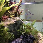 Je ziet de rotsen, tak, plantjes en kardinaal tetra's en bij bij zalmpjes.