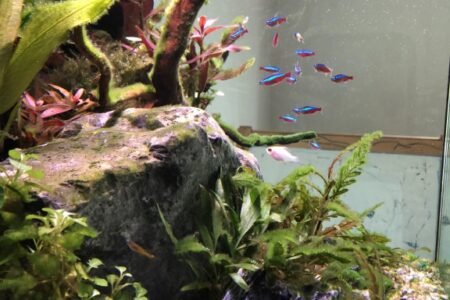 Je ziet de rotsen, tak, plantjes en kardinaal tetra's en bij bij zalmpjes.