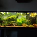 Ik heb geprobeerd een zo natuurlijk mogelijk uitziend decor te realiseren door middel van planten en mossen .