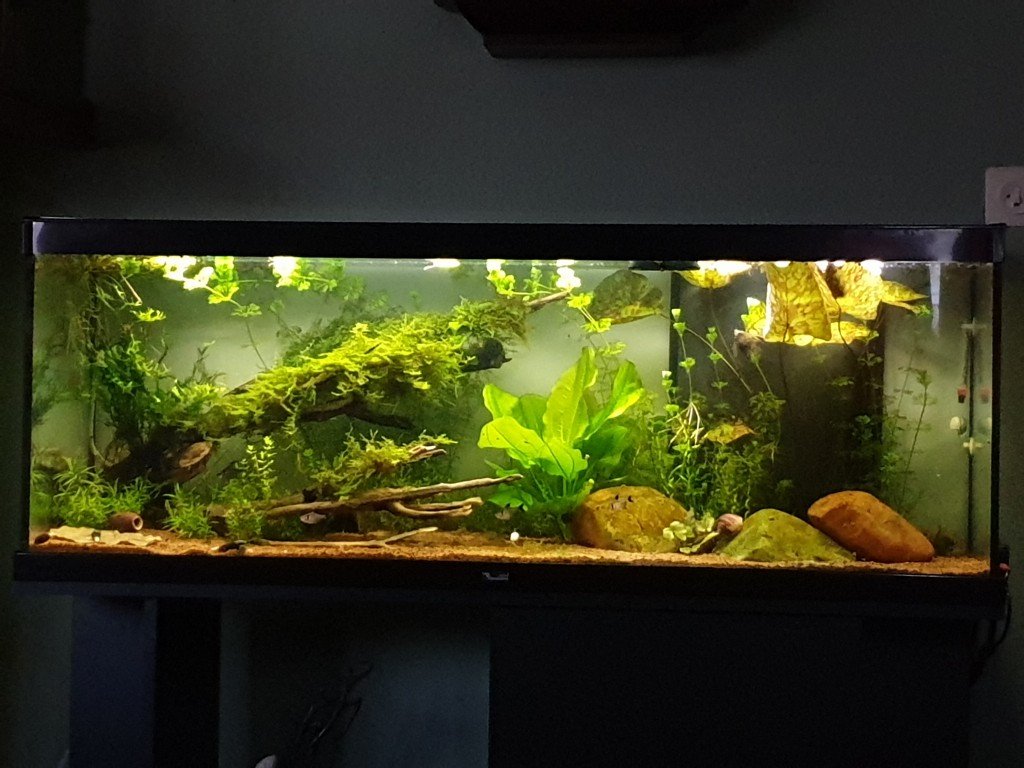 Ik heb geprobeerd een zo natuurlijk mogelijk uitziend decor te realiseren door middel van planten en mossen .