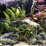 Mooi overzicht van de rotsen, grint, planten en gezellig zwemmende visjes.