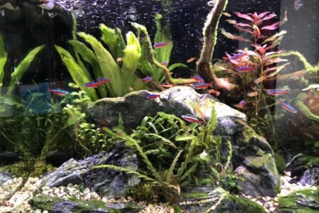 Mooi overzicht van de rotsen, grint, planten en gezellig zwemmende visjes.