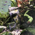 Je ziet kardinaal tetra's en een van de twee Electra blue. Daarnaast rotsen, tak, grint en plantjes.