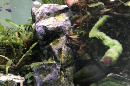 Je ziet kardinaal tetra's en een van de twee Electra blue. Daarnaast rotsen, tak, grint en plantjes.