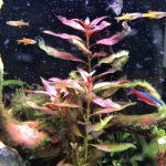 Je ziet een tak en stuk van rots. De visjes zijn regenboogjes en bij zalmpjes (bovenzwemmers)