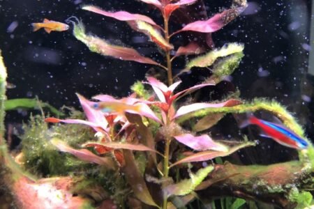 Je ziet een tak en stuk van rots. De visjes zijn regenboogjes en bij zalmpjes (bovenzwemmers)