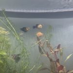 Hoe kan ik zien of onze ballon Molly zwanger is?
Alvast bedankt