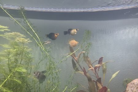 Hoe kan ik zien of onze ballon Molly zwanger is?
Alvast bedankt