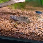 Ik heb ondertussen al tientallen jongen .