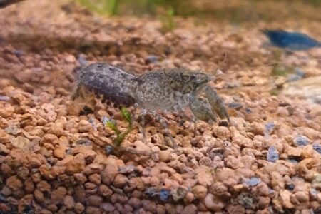 Ik heb ondertussen al tientallen jongen .