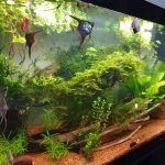 4 maanvissen van enkele maanden oud, ik hoop er een koppel t te halen.