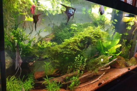 4 maanvissen van enkele maanden oud, ik hoop er een koppel t te halen.