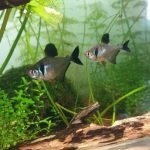 Een onder gewaardeerde vis vindt ik persoonlijk .