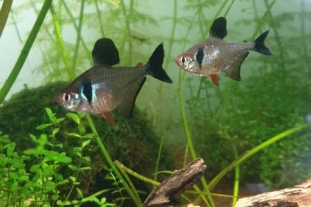 Een onder gewaardeerde vis vindt ik persoonlijk .