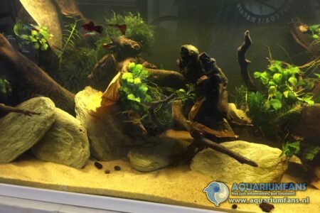 Neons, platy, 1 gupje,...