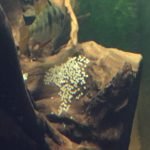 2 koppeltjes, waarvan eentje met een nest (eerste nest).