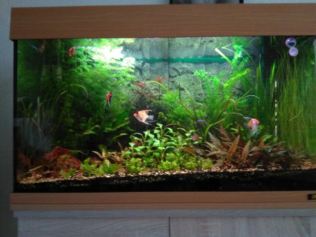 Mooie gezelschaps aquarium met veel planten en 4 prachtige maanvissen