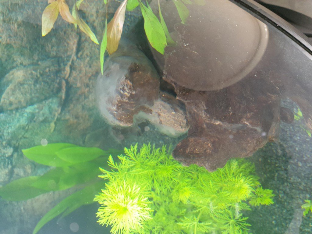 op deze foto zie je wat witte sluier soort alg?? wat kan ik hier aan doen