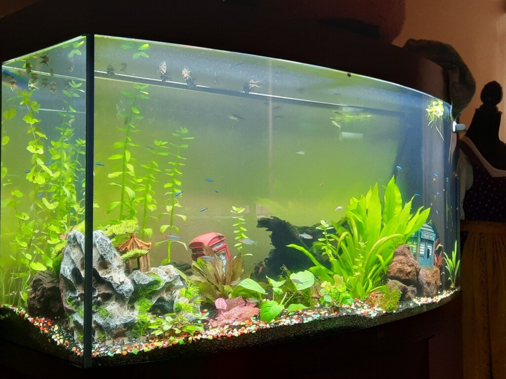 Mijn 2 maanden draaiende Juwel Vision 260