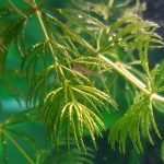 Toen ze net geboren waren, waren ze zo dun als een naald