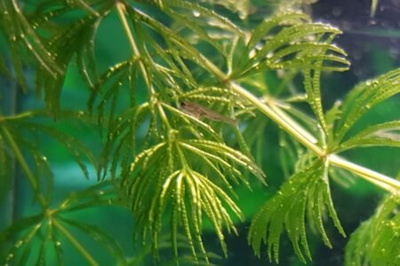 Toen ze net geboren waren, waren ze zo dun als een naald