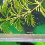 Al flink gegroeid - ze doen het goed op gewone TetraMin babyvoeding