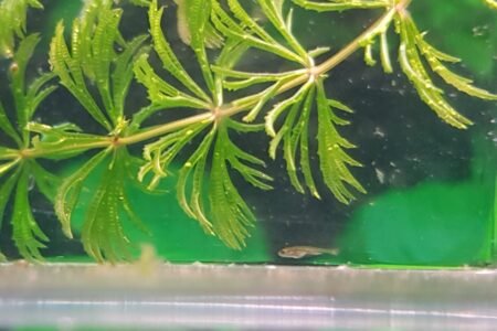 Al flink gegroeid - ze doen het goed op gewone TetraMin babyvoeding