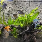 Meer dan dit bijna niet mogelijk met close up