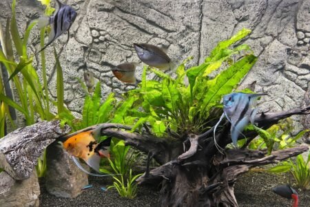 Meer dan dit bijna niet mogelijk met close up