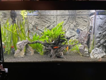 Een gezelschap bak met 4 maanvissen, 2 diamant gouramies, 2 dwerg gouramies, 2 algeneters, 1 vuurstaart, 1 zwaartdrager, 1 meerval en neons