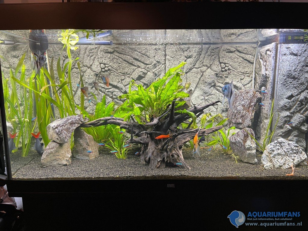 Een gezelschap bak met 4 maanvissen, 2 diamant gouramies, 2 dwerg gouramies, 2 algeneters, 1 vuurstaart, 1 zwaartdrager, 1 meerval en neons 