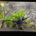 Verschillende planten met groot stuk hout