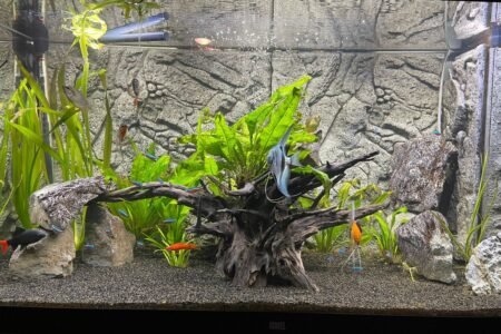 Verschillende planten met groot stuk hout