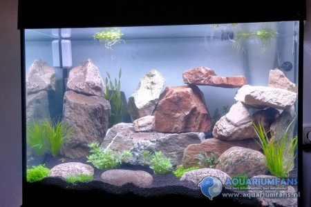 Het aquarium is nog aan het indraaien. Over de inrichting ben ik eigenlijk best tevreden voor een eerste aquarium. Maar nu nog bewoners...