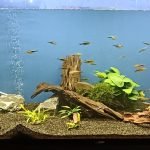 De laatste bewoners van het oude aquarium, begint wat kaal te worden