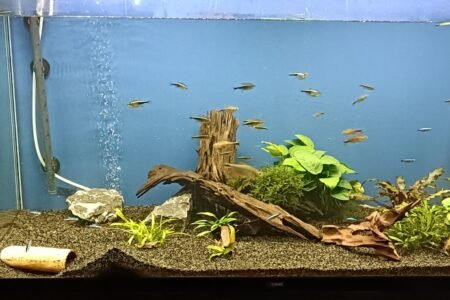 De laatste bewoners van het oude aquarium, begint wat kaal te worden 