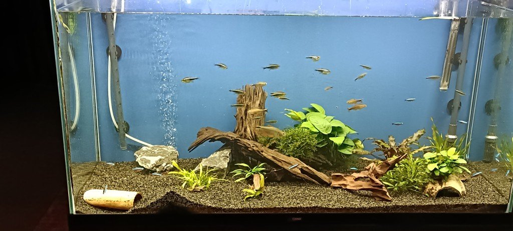 De laatste bewoners van het oude aquarium, begint wat kaal te worden